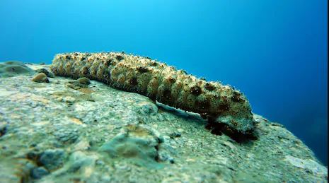 Sea Cucumber: A Natural Arthritis Treatment