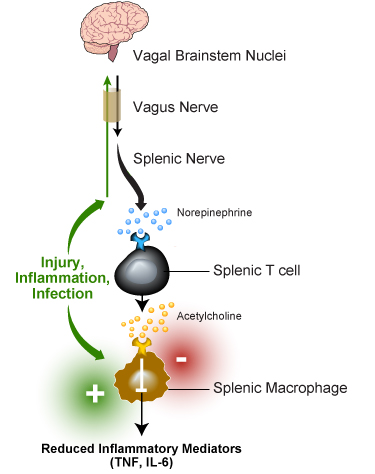 inflamatoryreflex