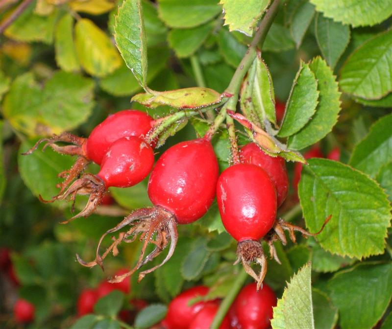 Rose Hip